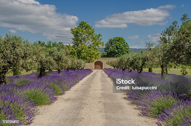 Path With Lavender Blooming Stock Photo - Download Image Now - Agricultural Field, Agriculture, Backgrounds