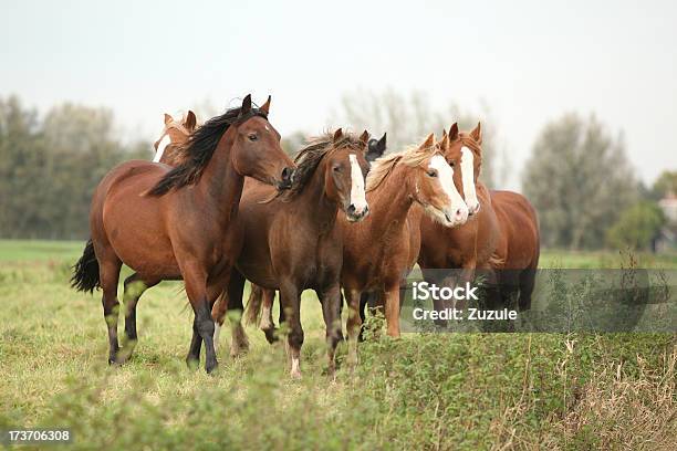 Batch Von Jungen Ponnies Auf Herbst Pasturage Stockfoto und mehr Bilder von Braun - Braun, Domestizierte Tiere, Farbbild