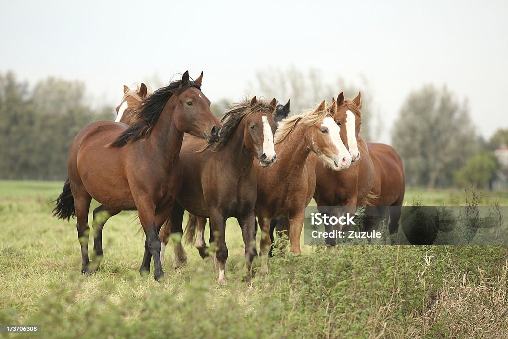 Grupa młodych ponnies na jesień pasturage - Zbiór zdjęć royalty-free (Bez ludzi)