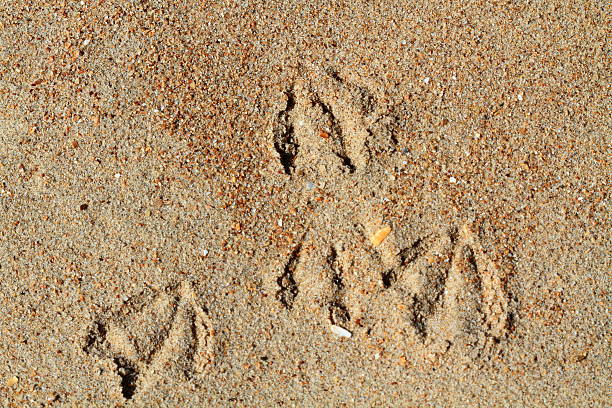istock Seagul's footprint on the sand 173706318