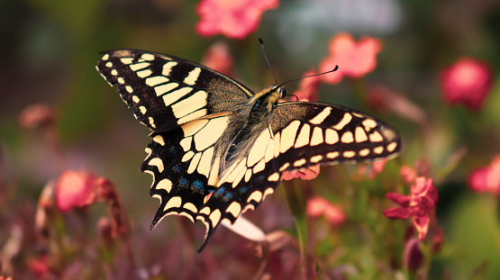 A Western Tiger Swallowtail Butterfly -  Papilio Rutulus - feeding on wild blackberry flowers.