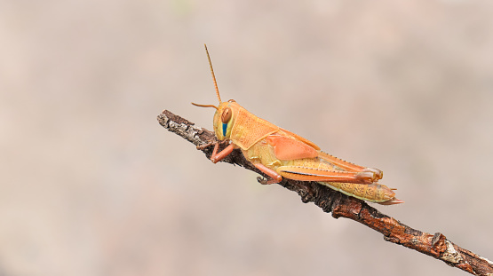 Grasshopper on the dry branch.