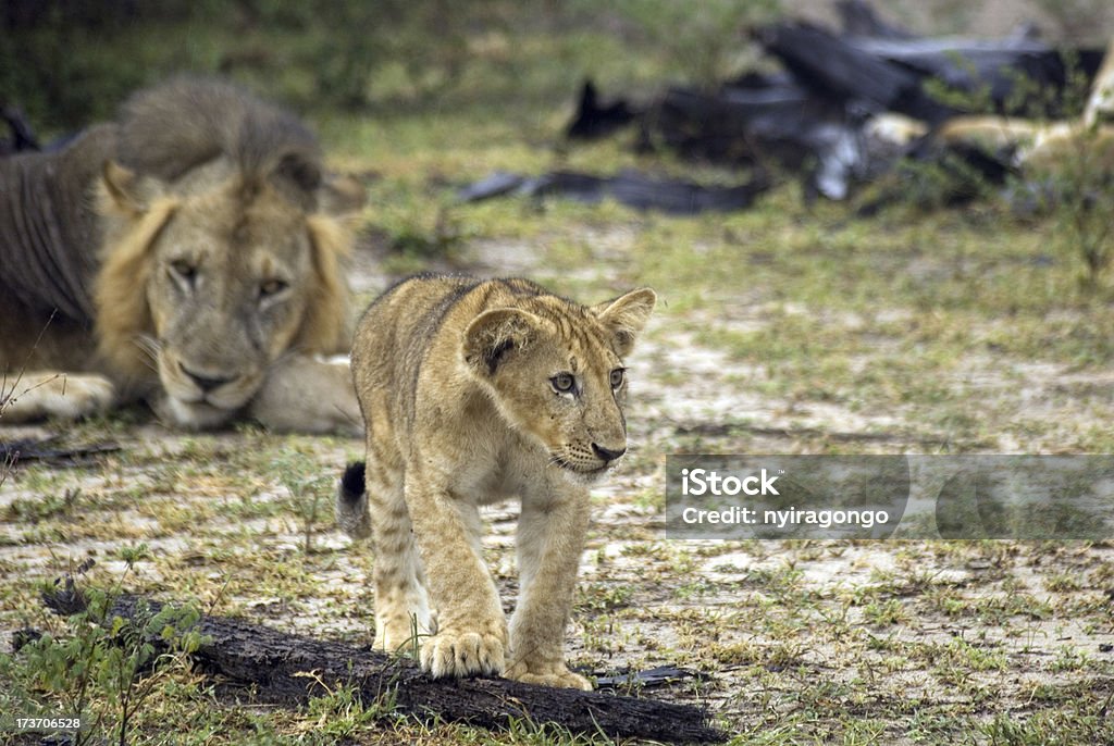 Lion et de la cub, Selous National Park, Tanzanie - Photo de Afrique libre de droits