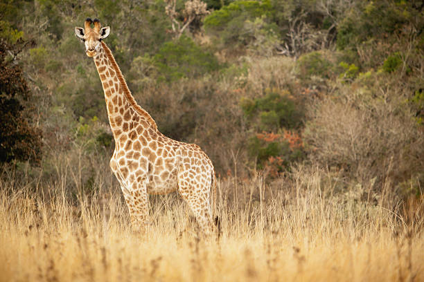 a singal giraffe in the wild facing the camera in landscape orientation