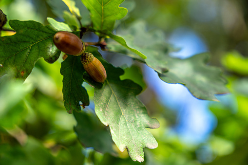 Yellow acorn in autumn leaves