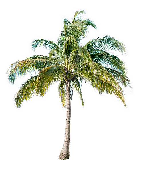 Drzewo kokosowego – zdjęcie