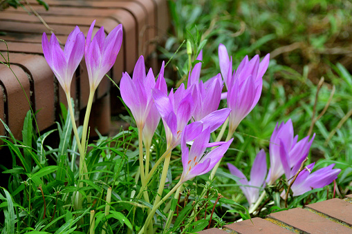 Colchicum autumnale, commonly called autumn crocus or meadow saffron, is a perennial that typically blooms in early autumn. Foliage appears in spring, gradually yellows and dies by early summer when the plant goes dormant. Naked flower stems rise from the ground in late summer to early autumn, each stem bearing a star-shaped, lavender-pink to lilac-pink flower. Autumn flowers have no foliage, hence the plant has additional common name of naked ladies.