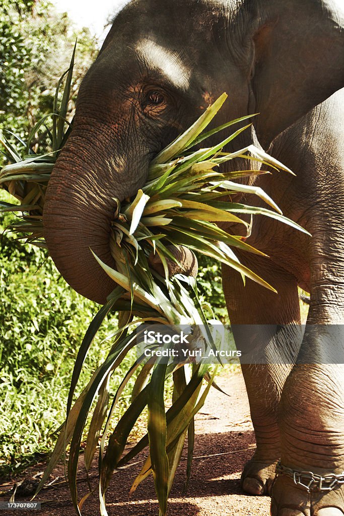 El duro trabajo de elefantes de Tailandia - Foto de stock de Actividad libre de derechos