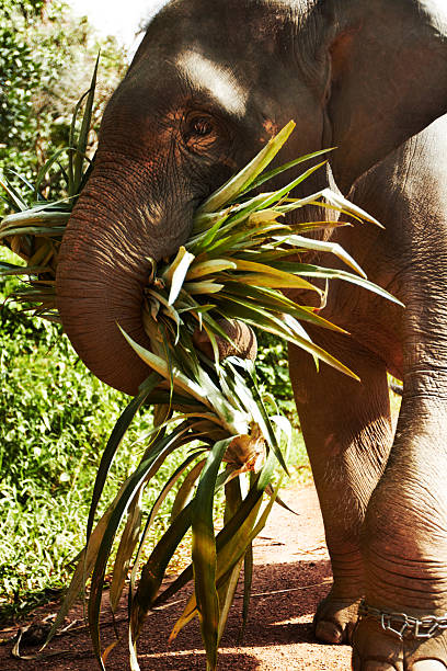 Side-view of an Asian elephant carrying leaves