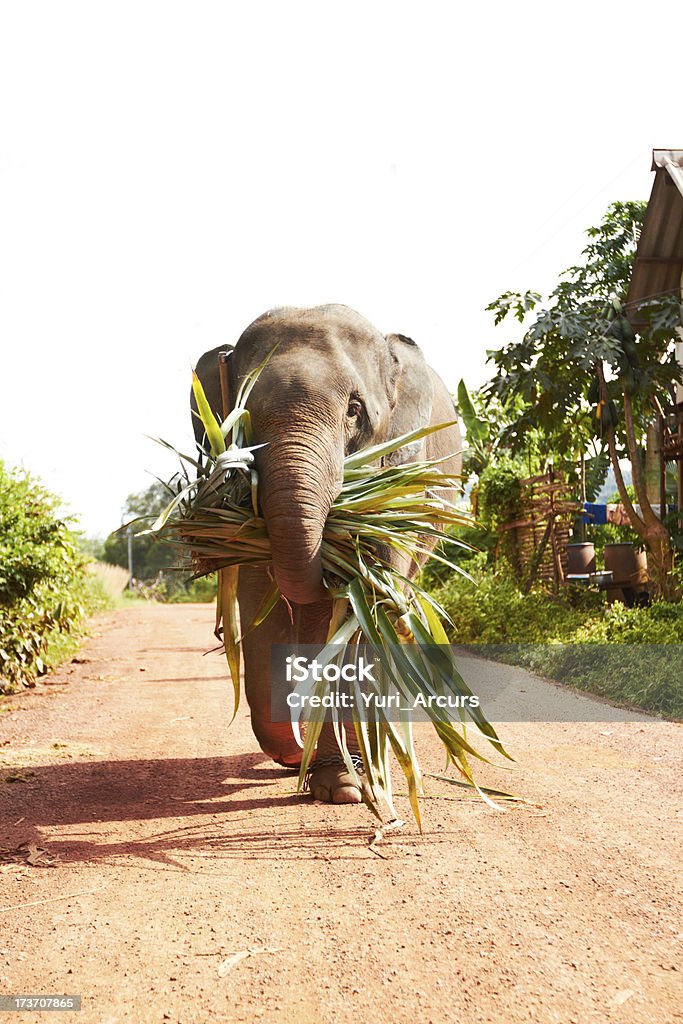 Elefante de trabajo-Tailandia - Foto de stock de Elefante libre de derechos