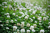 Late spring white clover moving towards summer
