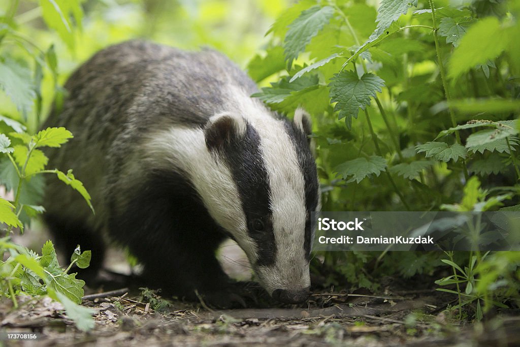 European Badger European Badger (Meles meles).  Badger Stock Photo