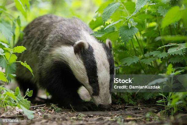 European Badger Stock Photo - Download Image Now - Badger, Claw, Animal