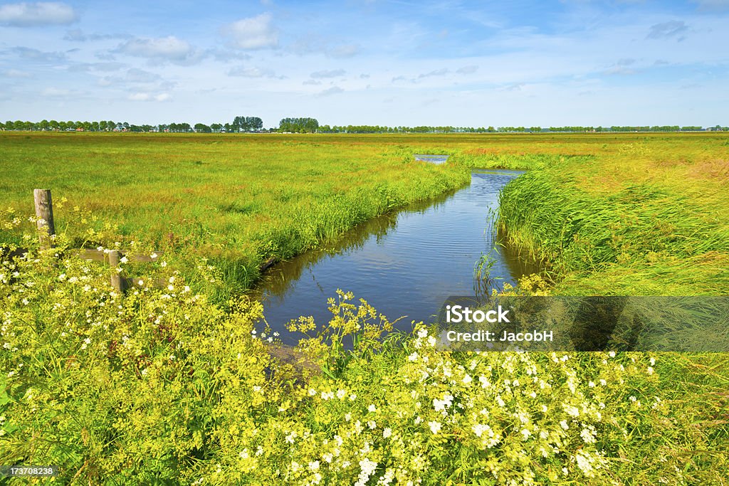 Holenderski Polder Scena - Zbiór zdjęć royalty-free (Bagno)