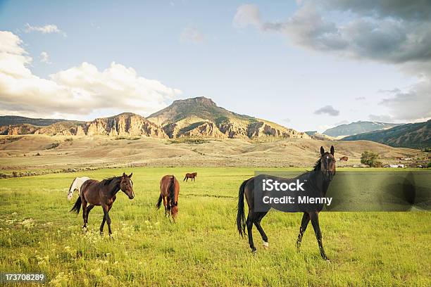 Herde Von Wildpferden Stockfoto und mehr Bilder von Sonnenuntergang - Sonnenuntergang, Wyoming, Berg