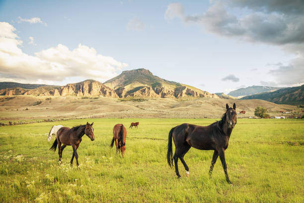 istock Herd of Wild Horses 173708289
