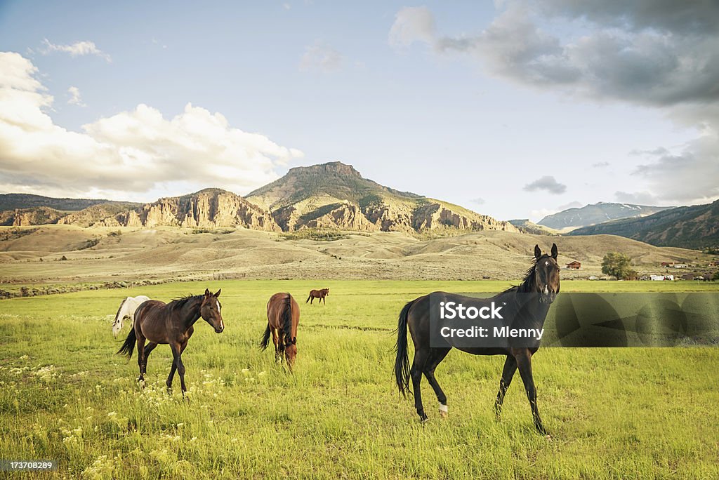 Manada de cavalos selvagens - Foto de stock de Pôr-do-sol royalty-free
