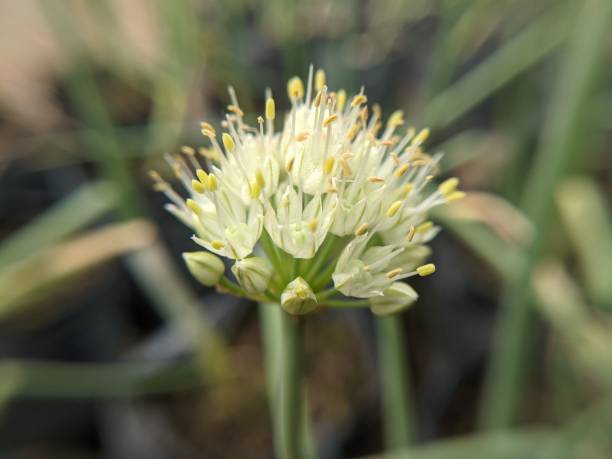 istock The leek flower, aka the spring onion flower 1737090517