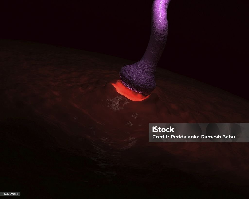 Aktiv-neurone - Lizenzfrei Anatomie Stock-Foto