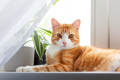 Ginger cat lying in the morning on windowsill at home enjoying sun relaxing. Indoor plants on the windowsill and red kitten. Fluffy pet look at camera.