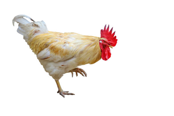 istock White Betong Chickken on white background have path 1737100383