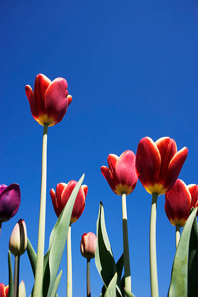 tulip stock photo