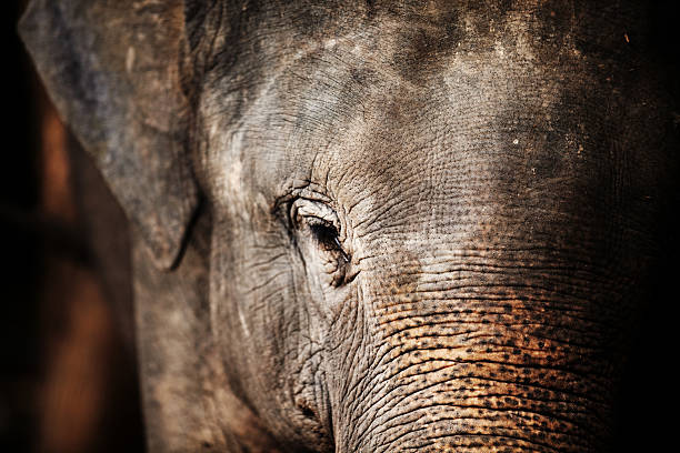 코끼리, 태국 - animal close up elephant animal eye 뉴스 사진 이미지