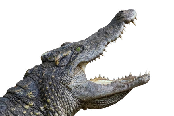 istock Close up head salt crocodile on white background have path 1737118619