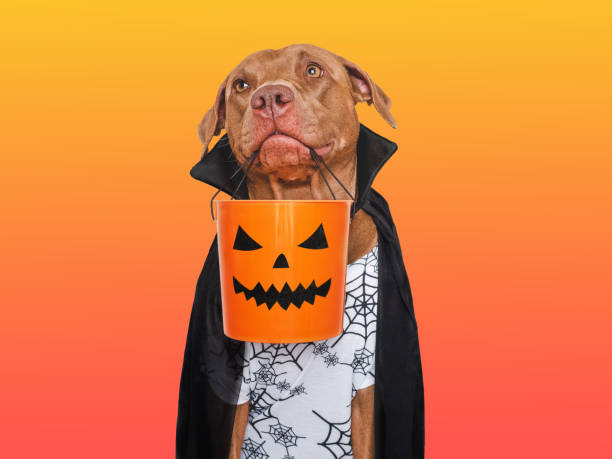 istock Charming, lovable brown dog and Count Dracula costume 1737121883