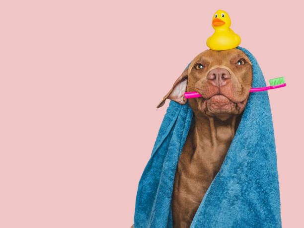 istock Cute brown dog, blue towel and toothbrush 1737124647