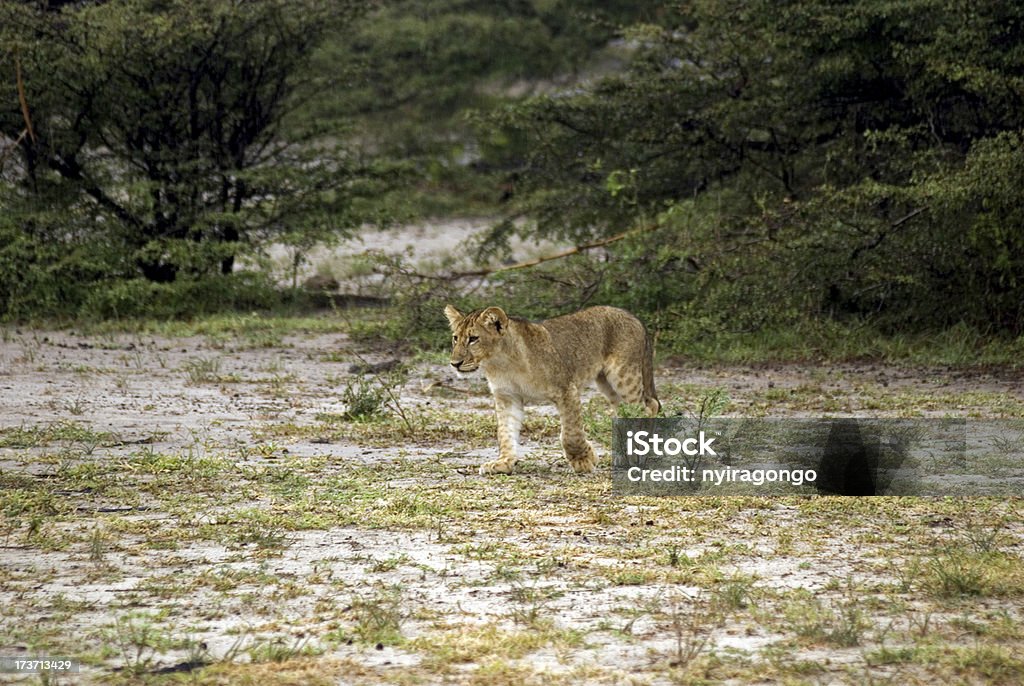 Львёнок, Selous Национальный парк, Танзания - Стоковые фото Африка роялти-фри
