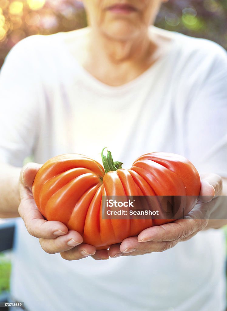 Big tomate em mãos de mulher - Foto de stock de Adulto royalty-free