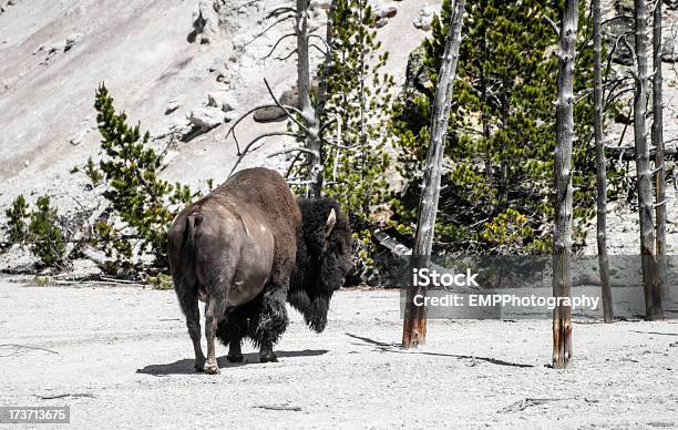 Bisão No Parque Nacional De Yellowstone - Fotografias de stock e mais imagens de Animal - Animal, Animal selvagem, Ao Ar Livre