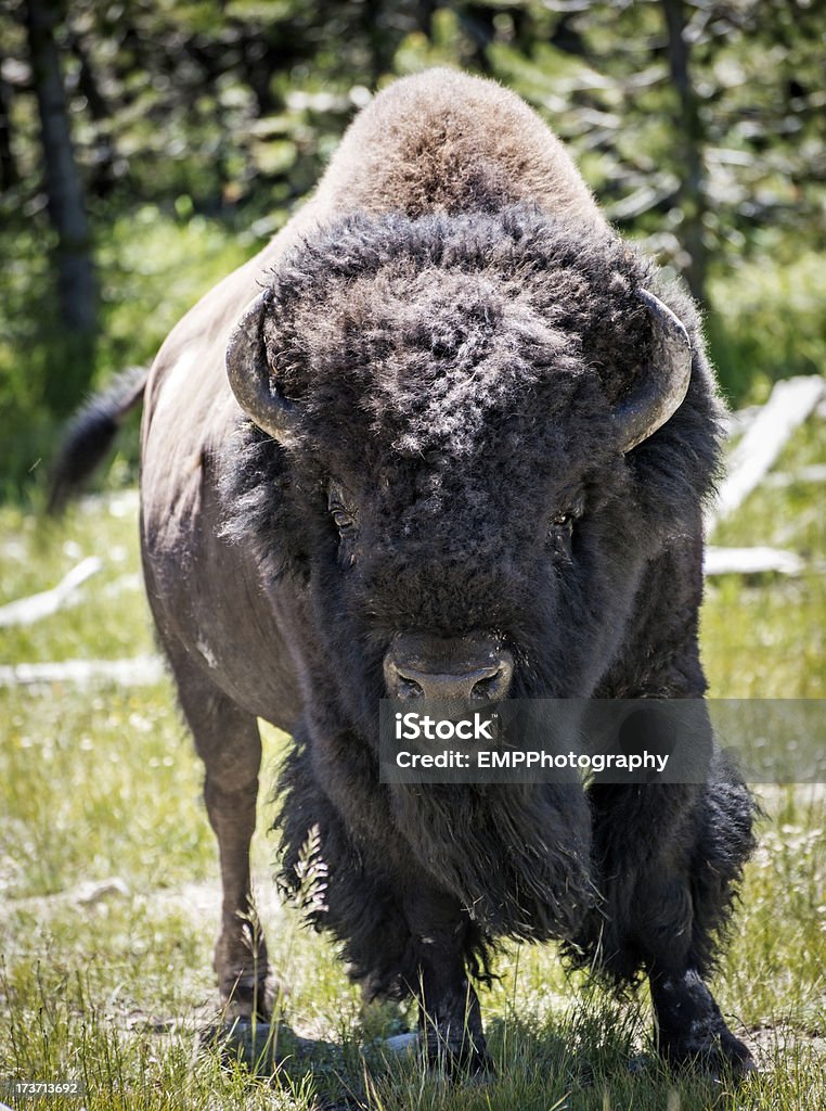 Baffalo debout dans Yellowstone Natioanl Park - Photo de Animaux à l'état sauvage libre de droits