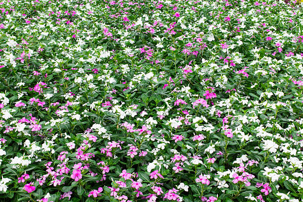 istock field of flowers 173713717