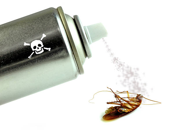 Spraying on cockroach stock photo