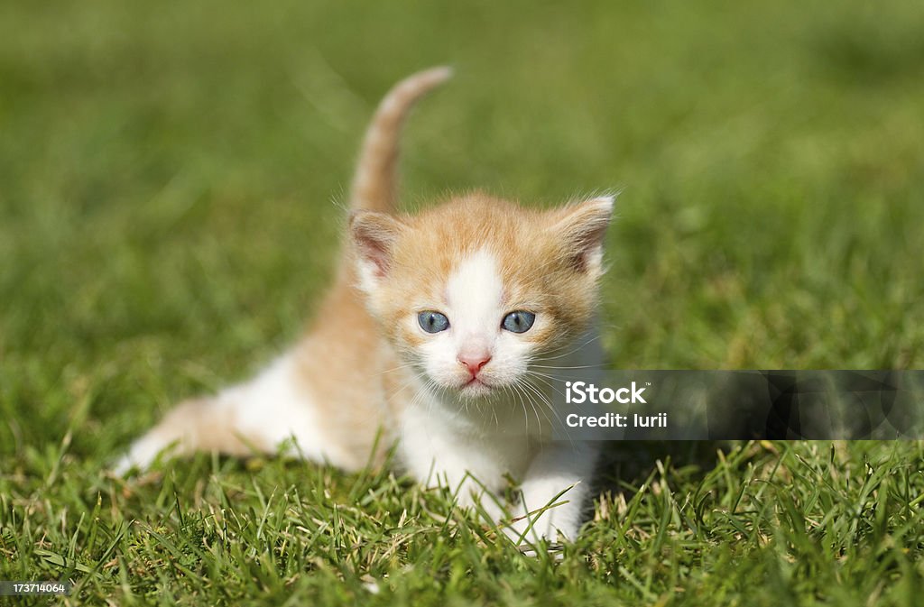 Bebê gato - Foto de stock de Animal royalty-free