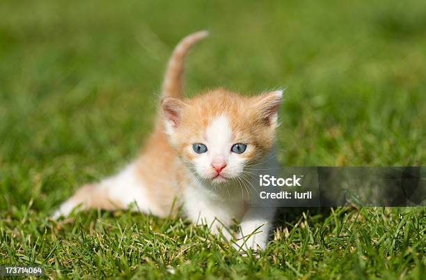 Foto de Bebê Gato e mais fotos de stock de Animal - Animal, Animal doméstico, Beleza