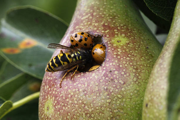 Ladybugs and wasps in a pear