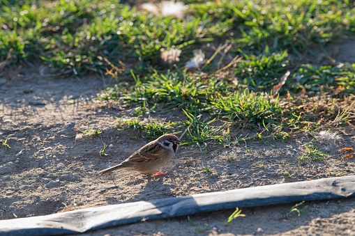 A house sparrow perched on a composite wood deck.