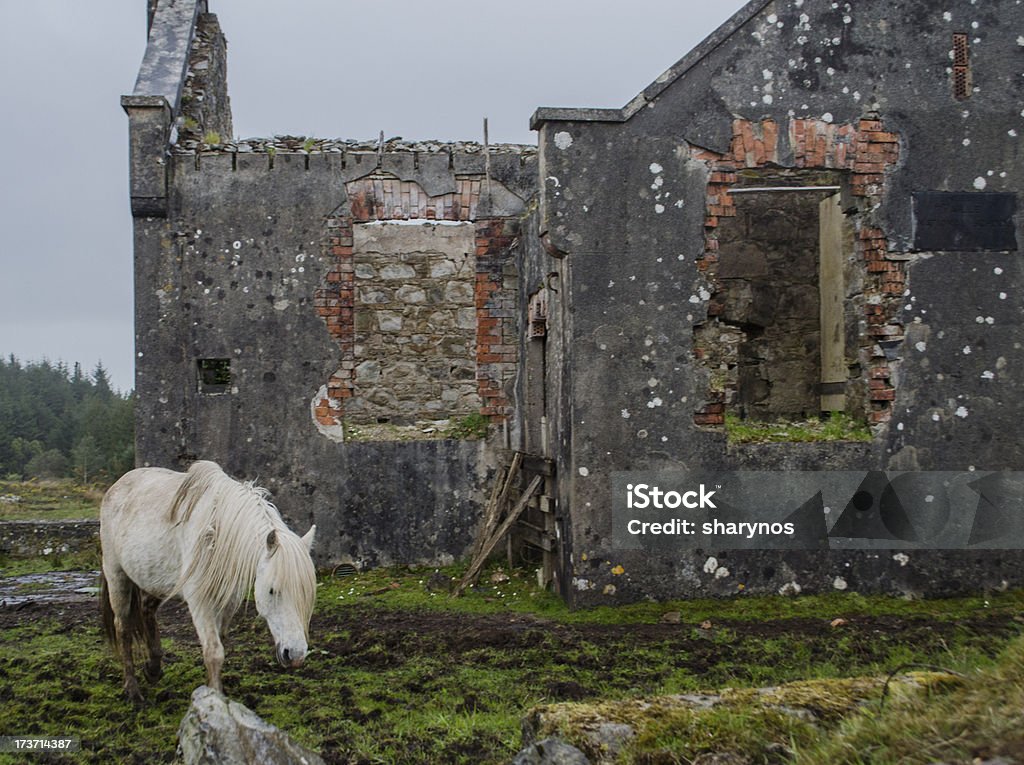 Caballo blanco y ruinas - Foto de stock de Agricultura libre de derechos