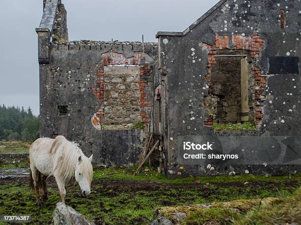 Caballo Blanco Y Ruinas Foto de stock y más banco de imágenes de Agricultura - Agricultura, Aire libre, Animal