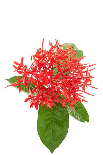 istock red ixora flowers isolated on white background vertical 173714623