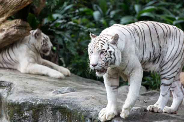 istock White Tiger in Captivity Walking Around 173714726