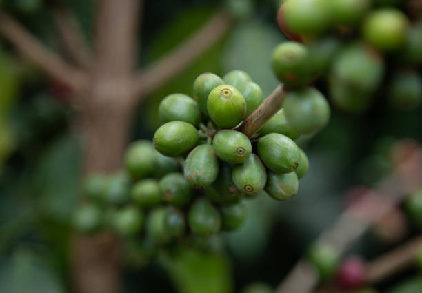 istock Arabica coffee green berries on the tree. 1737148068