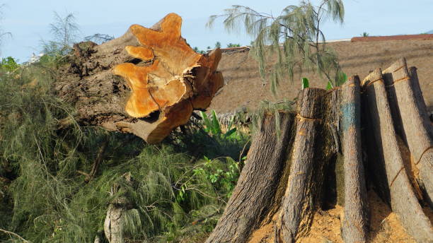 close-up of a cut down tree - cutting tree moving down bark imagens e fotografias de stock