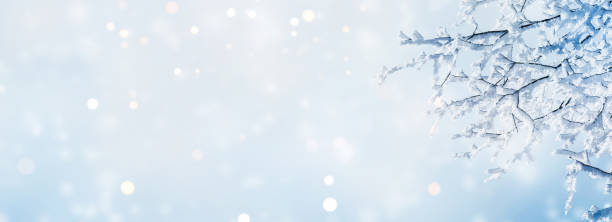 istock abstract winter background banner with white snowy tree branch at the edge of empty sunlight sky, idyllic nature scene concept with copy space for travel, holidays and vacations 1737154117