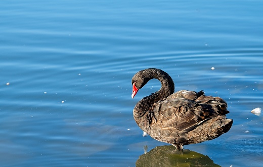 The black swan is a large waterbird, a species of swan which breeds mainly in the southeast and southwest regions of Australia. Within Australia, the black swan is nomadic, with erratic migration patterns dependent on climatic conditions. It is a large bird with black plumage and a red bill. It is a monogamous breeder, with both partners sharing incubation and cygnet-rearing duties