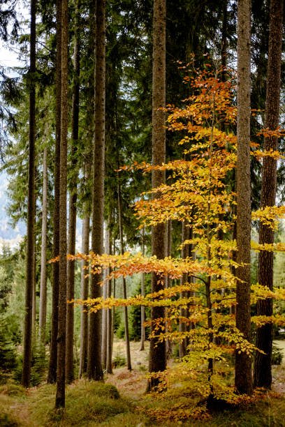 Colorful deciduous tree in autumn forest stock photo