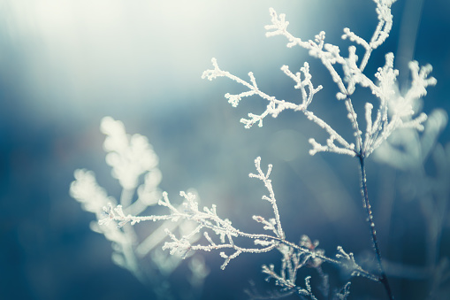 Frost-covered plants in winter forest. Macro image, shallow depth of field. Abstract winter nature background